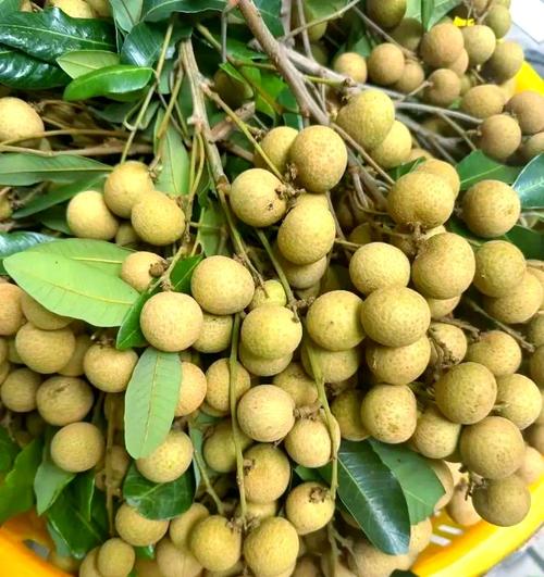 龍眼的養(yǎng)生秘訣 從中醫(yī)到食用禁忌全方位解讀